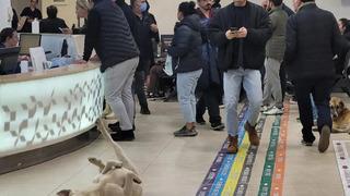 Artan şikayetler üzerine harekete geçildi! Sağlık Bakanlığından 81 ile yazı gitti... Hastaneler için 'sahipsiz hayvan' talimatı