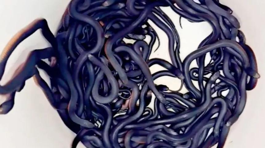 Ev sahibi arka bahçesinde 102 tane zehirli yılan buldu! Sosyal medyada viral oldu: "Ben olsam taşınırdım"