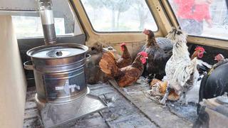 Tavuklarını otomobille soba kurup gezdiriyor: “Benden gezen tavuk istediler...”