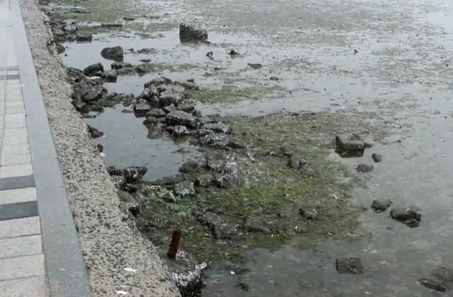 İstanbul'da deniz metrelerce çekildi! Kimi normal dedi kimi anormal... Akıllara hemen deprem geldi