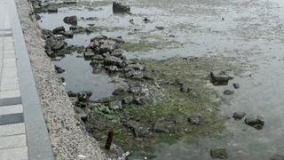 İstanbul'da deniz metrelerce çekildi! Kimi normal dedi kimi anormal... Akıllara hemen deprem geldi