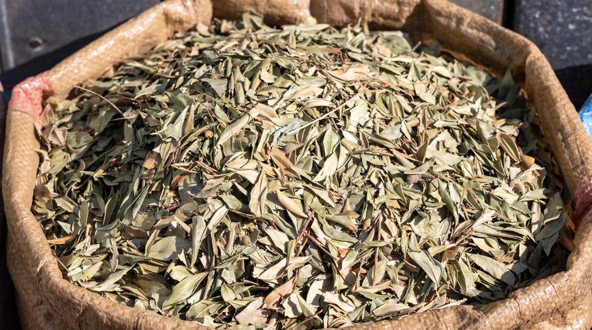 Şifa ve bereketin sembolü: Bağışıklık sistemini zırh gibi güçlendiriyor! Ödem atıcı etkiye sahip