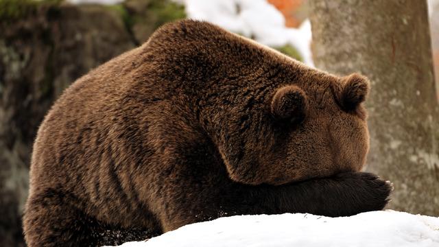 Neden bazı hayvanlar kış uykusuna yatar? Kış uykusunun hayvanların hayatta kalmasına nasıl bir faydası vardır?