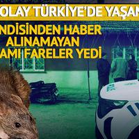 Eskişehir'de korkunç olay! Kendisinden haber alınmayan adamı fareler yedi