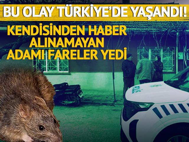 Eskişehir'de korkunç olay! Kendisinden haber alınmayan adamı fareler yedi