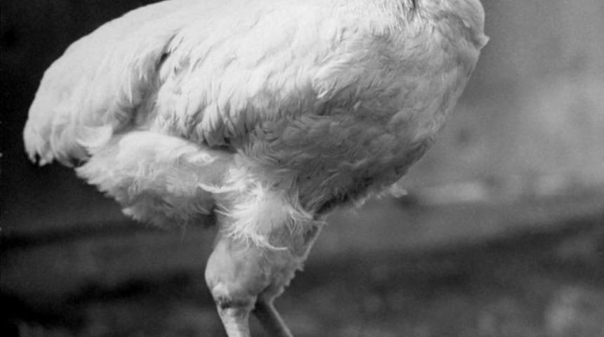 18 Ay Boyunca Kafasız Yaşayan Ünlü Horoz Mike'ı Tanıyalım!