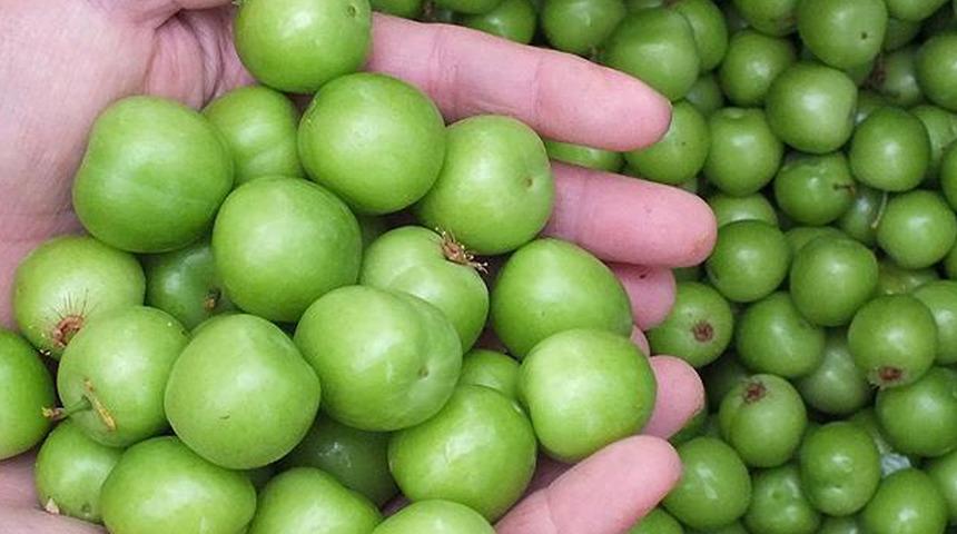 Kış ayında erik hasadı yapıldı fiyatı dudak uçuklattı! Sosyal medyada gündem oldu