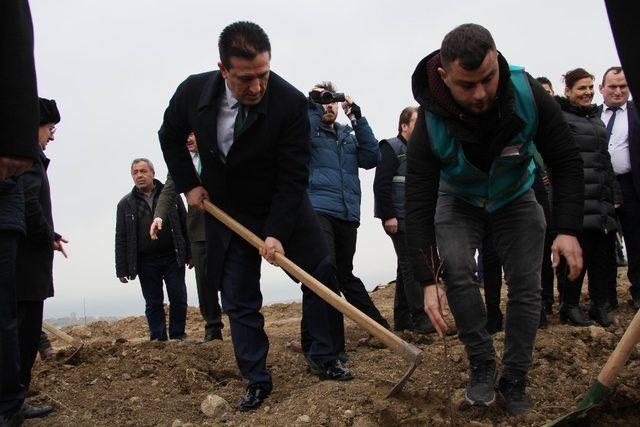 Samsun’da hükümlüler fidan dikti