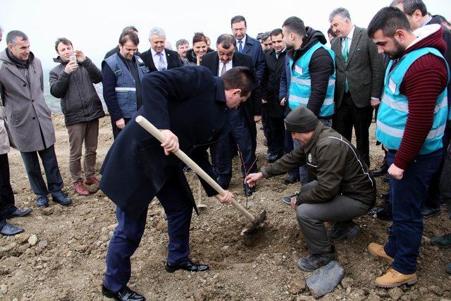 Samsun’da hükümlüler fidan dikti