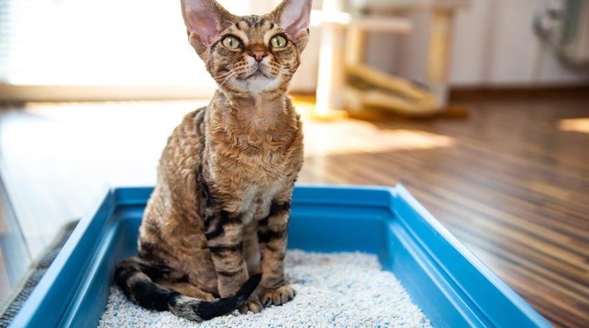 Kediler neden kuma tuvaletini yapar? Kumu tercih etmelerinin sebebi nedir?