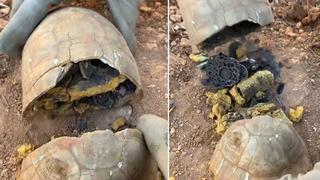 Kaplumbağanın kabuğunu kırınca ortaya çıkanlar şaşkına çevirdi! Bunu kimse beklemiyordu: Onları oraya nasıl soktunuz