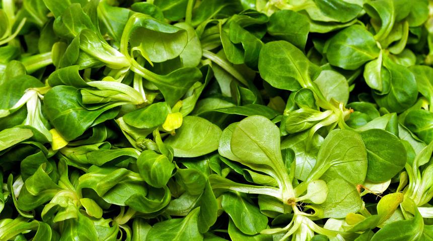 Salata, çorba veya çay olarak tüketilebiliyor: Doğal şifa kaynağı! İçinde yok yok: A, C, E ve B vitamini...