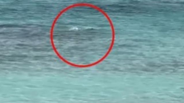 Köpek balığının fotoğraflarını çekmek isterken hayatının en büyük kabusunu yaşadı! Köpek balığı ellerini ısırdı