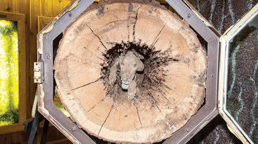 Ağacın içindeki köpek mumyası şaşkına çevirdi