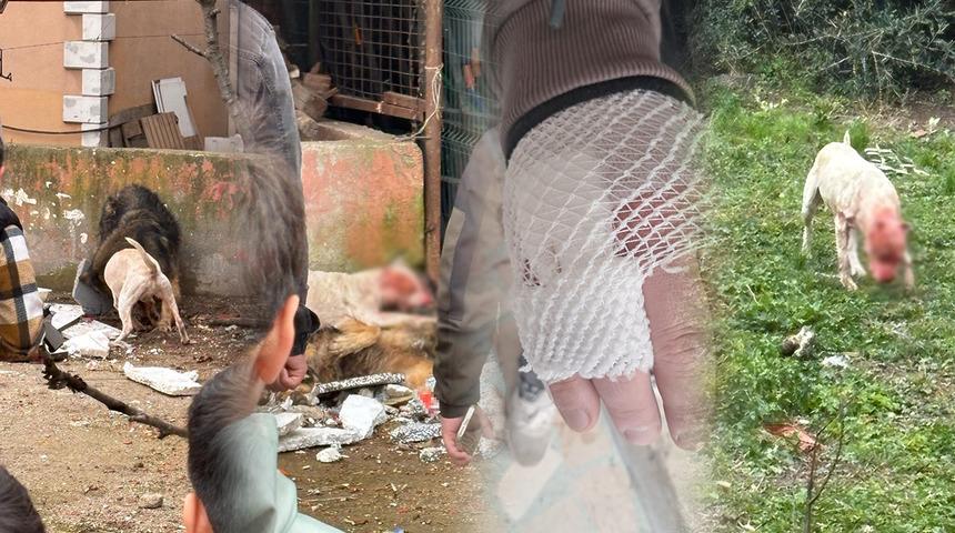 Köpeği parçalayıp bir kişiyi yaraladı! Kocaeli'de yaşanan korkunç anlar kamerada...