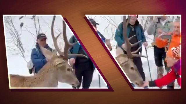 O geyik insanlara doğa rehberliği yapıyor! Adı bile var: Kızıl geyik “Maral” vatandaşların gözdesi…