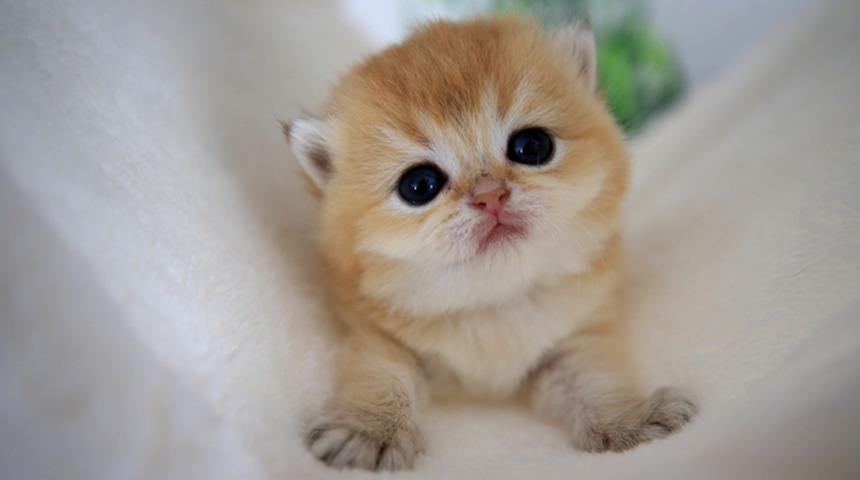 Bugün 'Dünya Kedi Günü': “Onlar benim çocuklarım” 