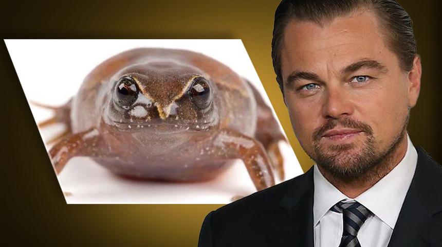 Bilim insanları Hollywood yıldızına bunu layık gördü! Ünlü aktörün adını yeni keşfedilen bir kurbağa türüne verdiler...