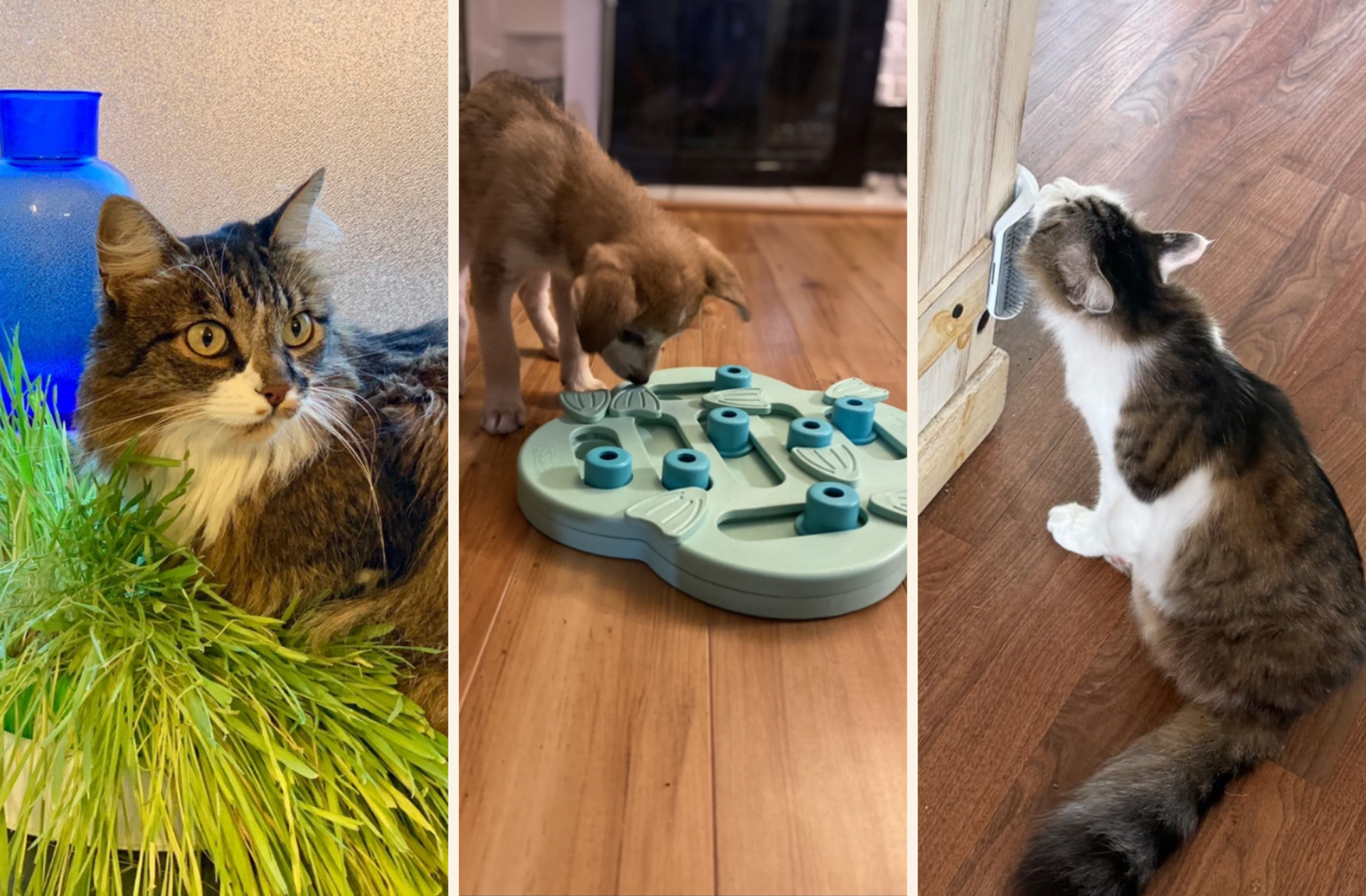 Evde enerjisini atamayan evcil hayvanlarınız için eğlenceli ürünler