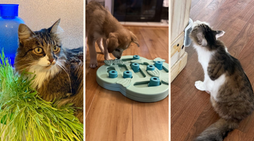 Evde enerjisini atamayan evcil hayvanlarınız i&ccedil;in eğlenceli &uuml;r&uuml;nler