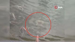 Vicdansızlığın böylesi! Boyunlarına taş bağlayıp dereye atmışlar, yavru köpeklerin cansız bedeni sudan çıkarıldı