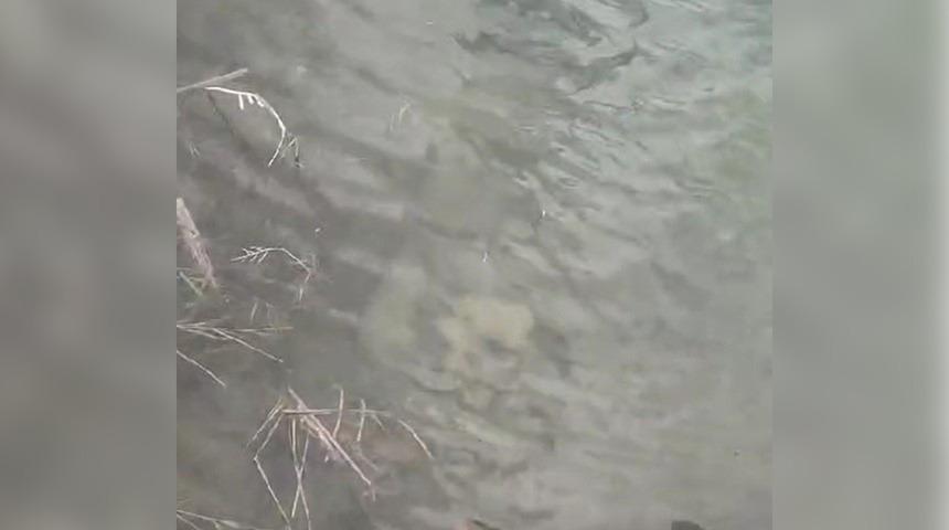 Eskişehir'de korkunç olay! Yavru köpeklerin boynuna taş bağlayıp suya attılar