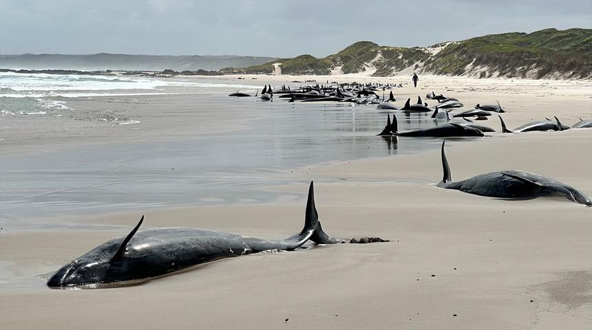 Kimse ne olduğunu anlamadı! Devasa sahte katil balinalarını karada gören şaştı kaldı... En son 50 yıl önce yaşanmış!