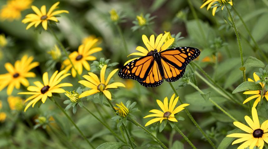 Kelebeklerin kanat desenleri nasıl bu kadar simetrik olur?