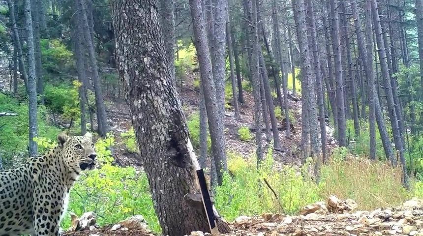 Türkiye ve Anadolu'da nesli tükenmekte olan 5 hayvan türü
