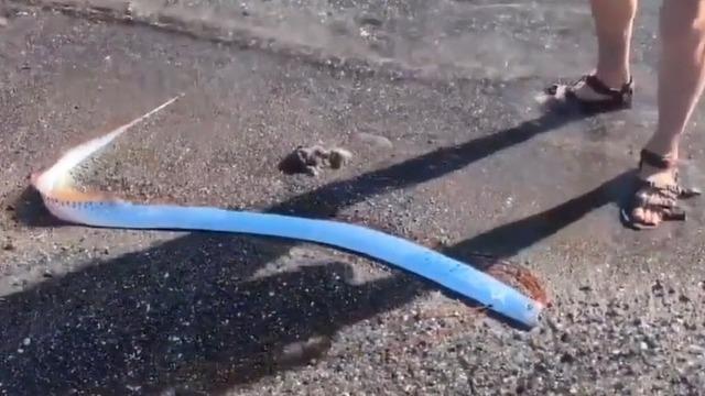 'Kıyamet balığı' deniliyor! Kıyıya vurunca büyük endişe yarattı: İnsanlar neden kürek balıkların dünyanın sonunu haber verdiğine inanırlar?