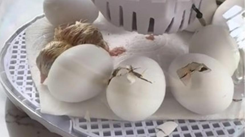 Marketten aldığı yumurtaları kuluçka makinesine koydu! 3 hafta sonra gördüklerine inanamadı: "Artık yumurta yemiyorum"