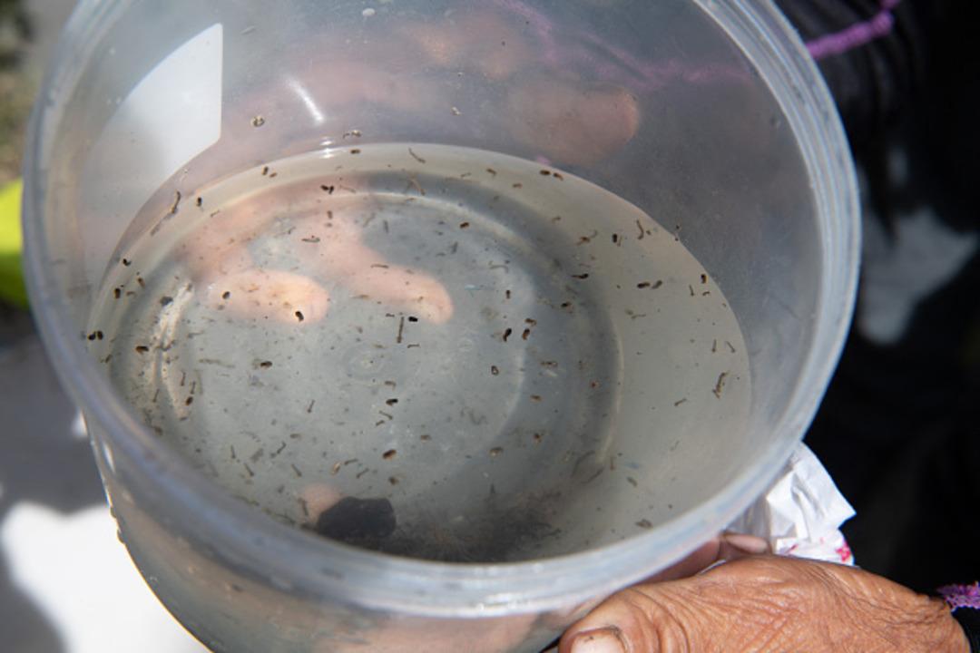 Filipinler de dang humması paniği: Salgının yayılmasını önleme politikası tepki topladı! Sivrisinek yakalayanlara ödül veriyorlar 1