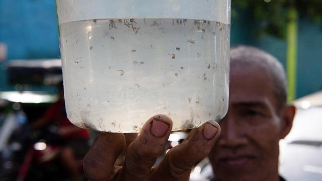Filipinler'de dang humması paniği: Salgının yayılmasını önleme politikası tepki topladı! Sivrisinek yakalayanlara ödül veriyorlar