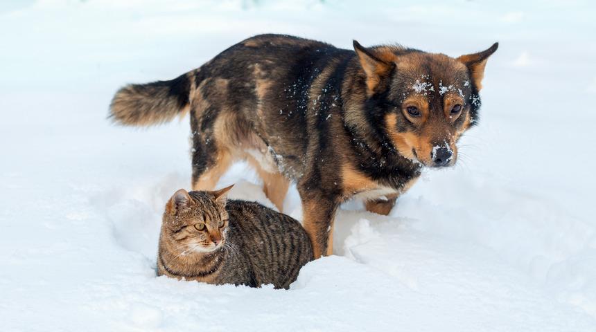 Soğuk kış aylarında sokak hayvanlarını unutmayalım! Sokak hayvanları için yapabileceğiniz 5 iyilik