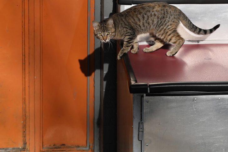 İstanbul kedileri dünyanın dilinde G3