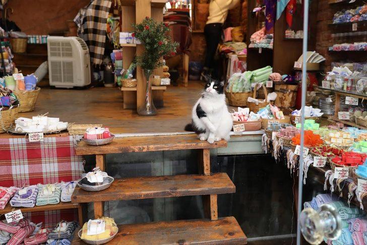 İstanbul kedileri dünyanın dilinde G4