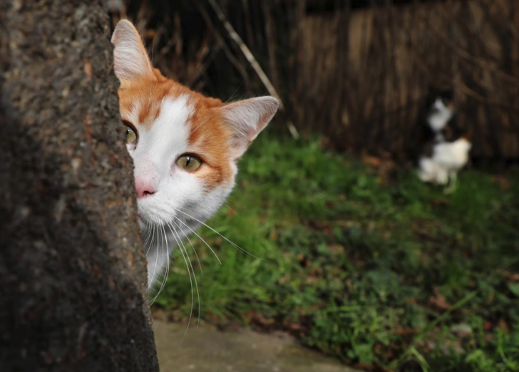 İstanbul kedileri dünyanın dilinde G5