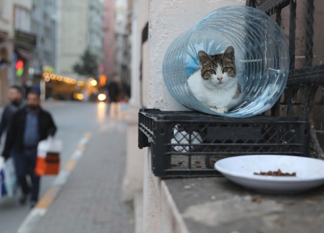 İstanbul kedileri d&uuml;nyanın dilinde