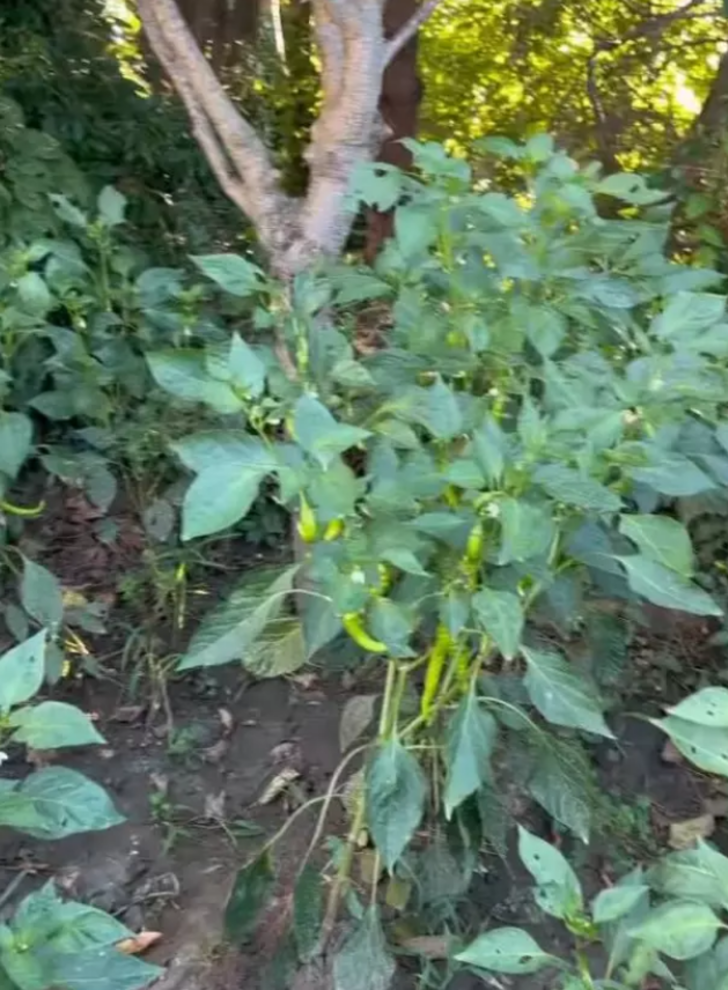 Sevgilisini İstanbul'daki villasına götürdü! Icardi'nin aylık 30 bin euro kirası olan evi lüks detaylarıyla dikkat çekti  G3