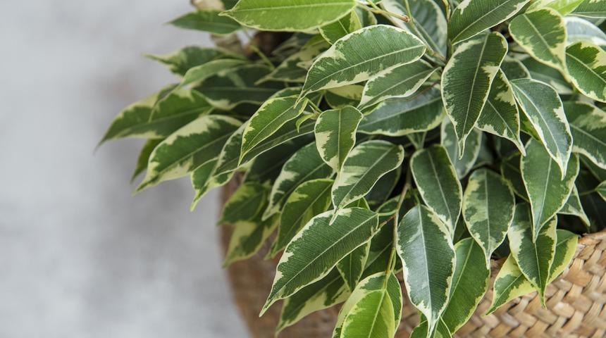 Odanızın havasını temizleyecek 7 bitki! Araştırmalarla kanıtlandı