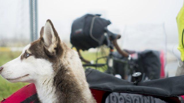 Hayvan sevgisine dikkat çekmek için pedal çeviriyorlar