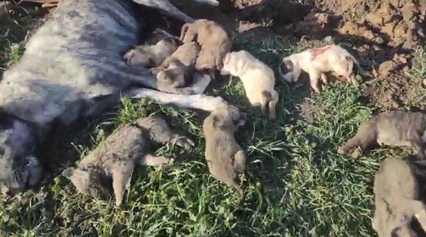 Osmaniye’deki barınakta köpek ölümleri gerçekleşmişti! Zehirleme iddiaları sonrası 4 yetkili görevden alındı