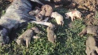 Osmaniye’deki barınakta köpek ölümleri gerçekleşmişti! Zehirleme iddiaları sonrası 4 yetkili görevden alındı