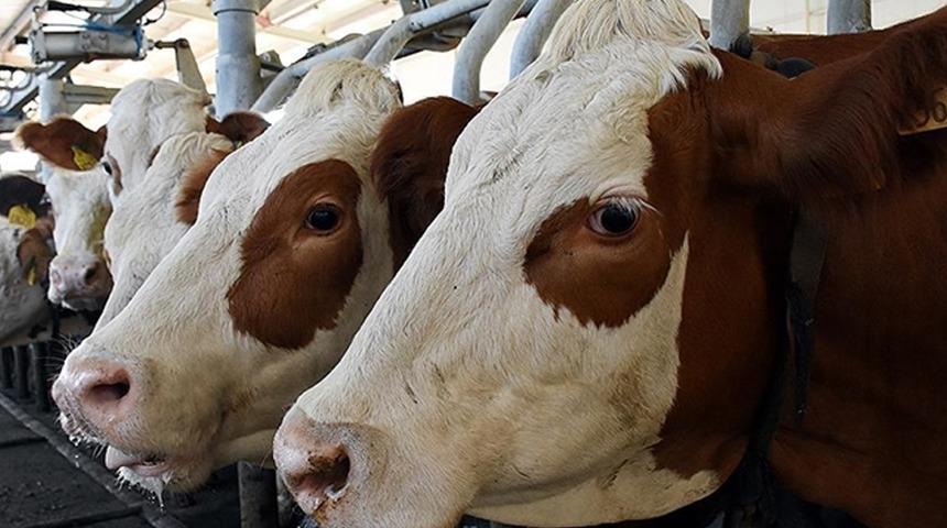 Çiftçiler içinde bir tehdit… Şap ve Brucella hastalığına karşı aşılama çalışmaları devam ediyor