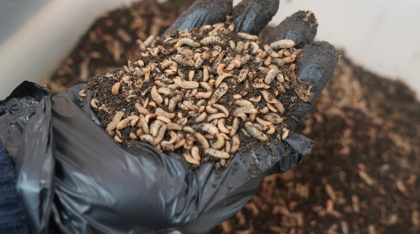 O bir doğa çöpçüsü… Siyah asker sineği organik atıkları yiyerek geri dönüşüm sağlıyor: 'Yiyemedikleri hiçbir şey yok'