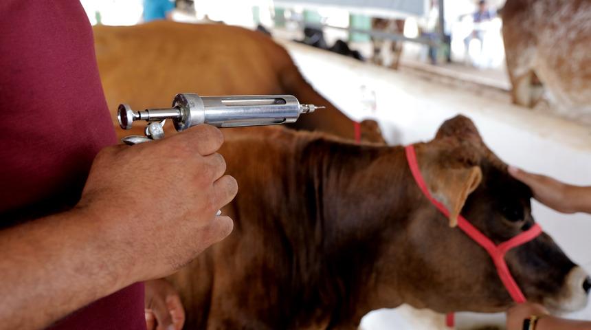 Şap hastalığı insana bulaşır mı, zarar verir mi? Şap hastalığı insanı öldürür mü?