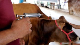 Şap hastalığı neden olur? Şap hastalığına ne iyi gelir?