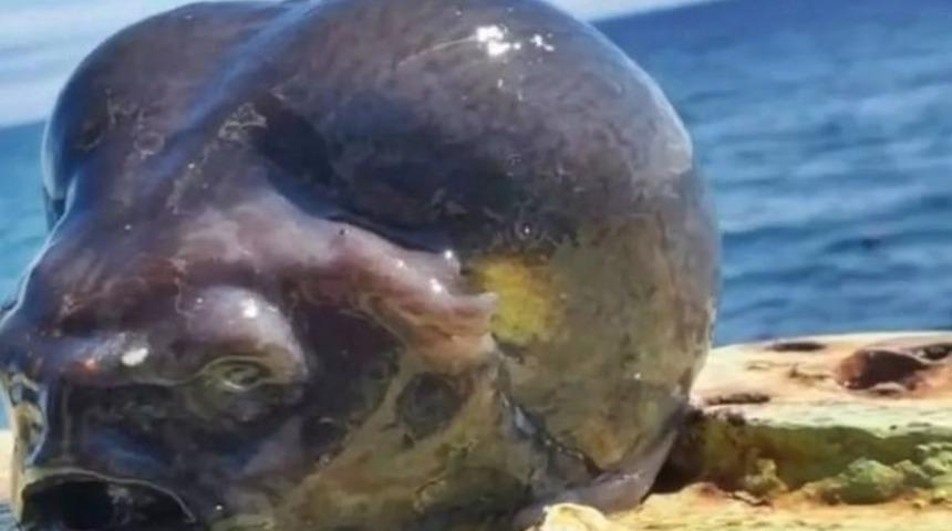 Balık&ccedil;ıyı şoke eden balık! Kocaman g&ouml;vdesi, keskin dişleri ve b&uuml;y&uuml;k ağızla g&ouml;renleri şaşırtmaya yetti