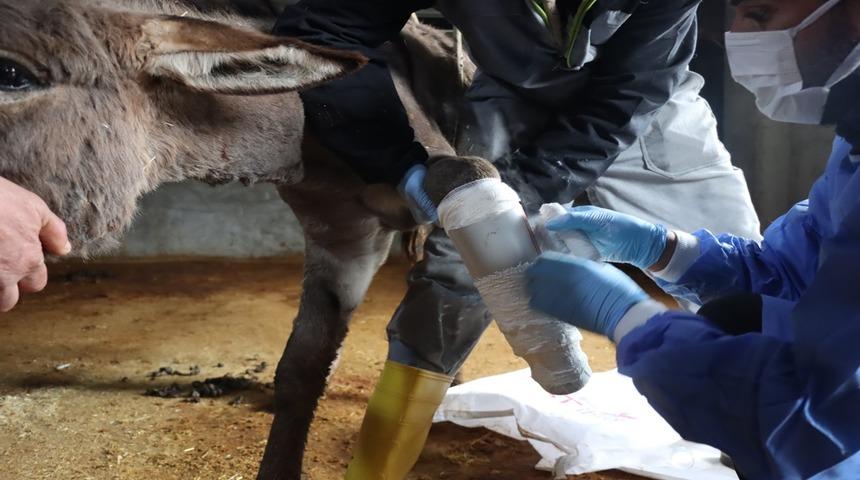 Mardin’de kazada ayağı kırılan eşeğe protez takıldı