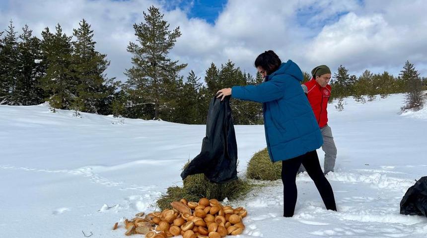 Ilgaz Dağı'nda yayvanlar için yiyecek bırakıldı